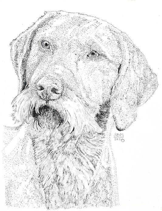 Detailed pen and ink Headshot portrait of Wirehaired Vizsla