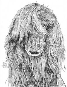 Afghan Hound Cards 10 Cards