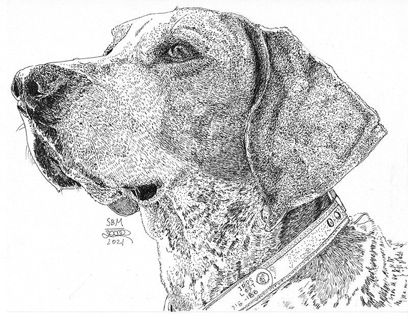 American English Coonhound Cards 10 cards