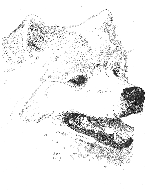 American Eskimo Cards 10 Cards