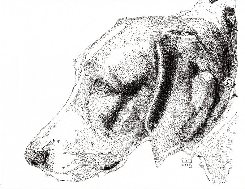 Dog Art Print -- American Foxhound