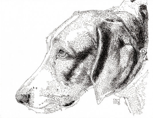 Dog Art Print -- American Foxhound