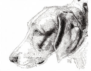 American Foxhound
