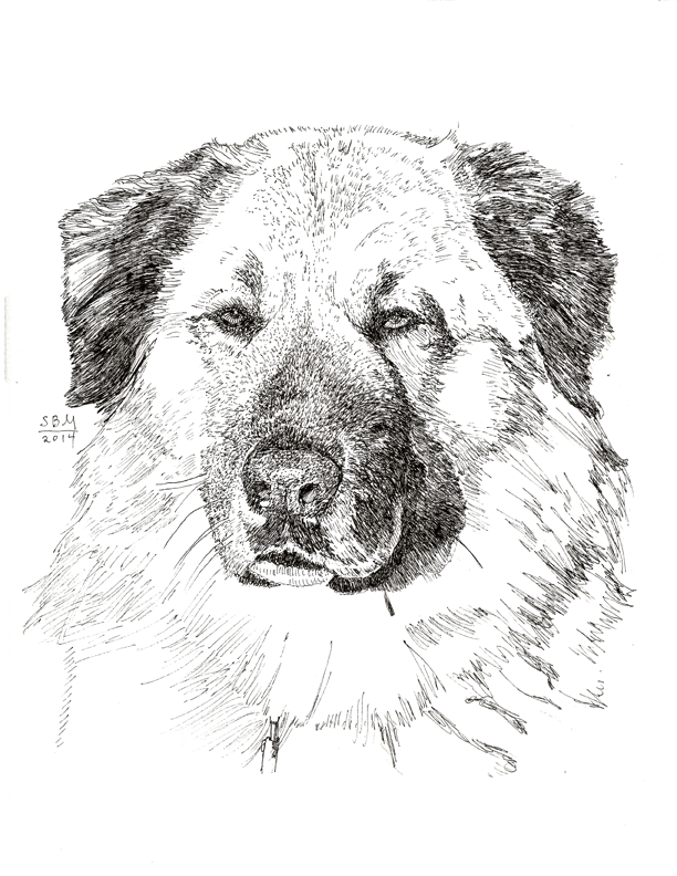 Anatolian Shepherd Cards 10 Cards