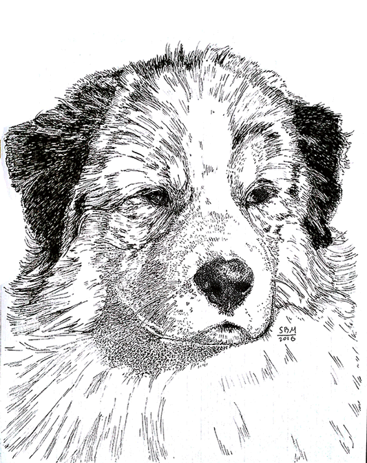 Australian Shepherd Cards 10 Cards