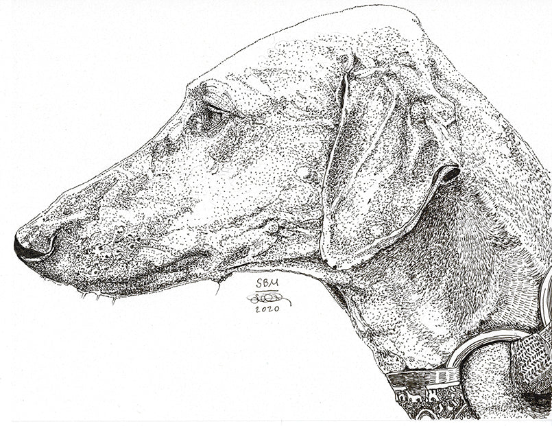 Azawakh Print