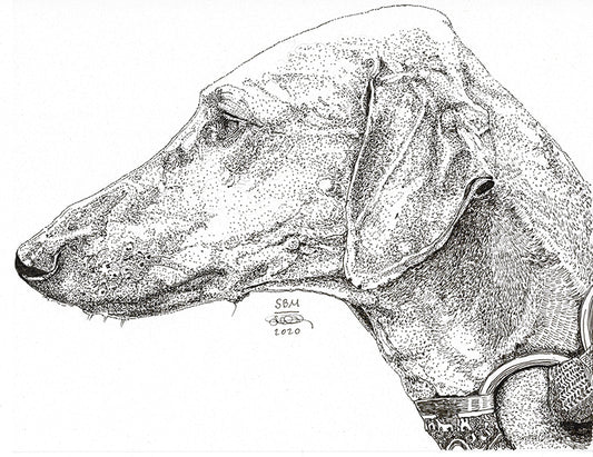 Azawakh Print