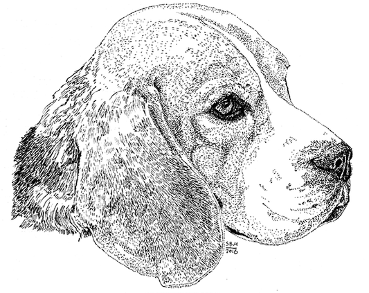 Beagle Cards 10 Cards