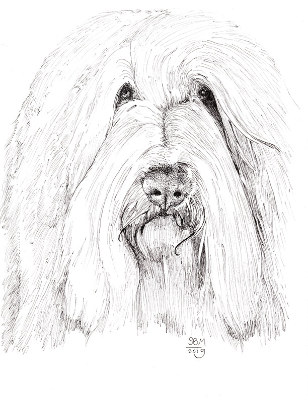 Bearded Collie Print