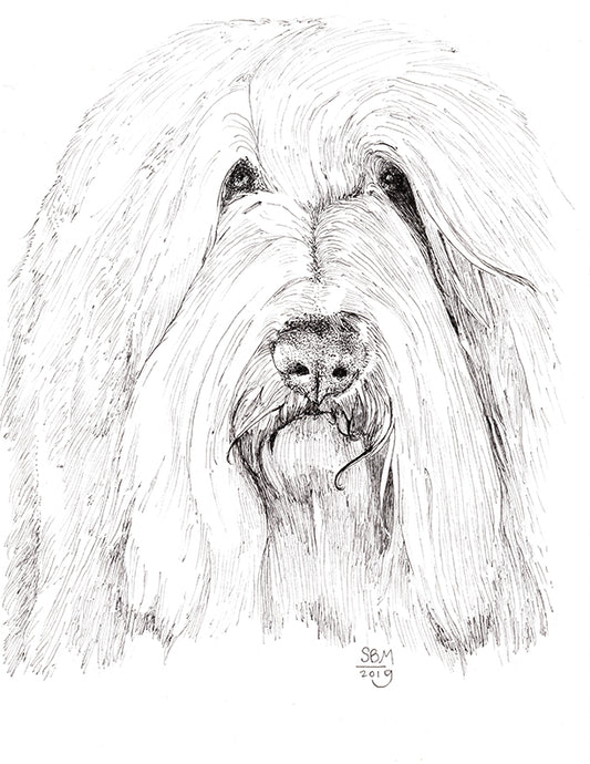 Bearded Collie Print