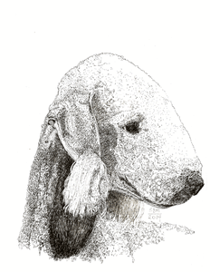 Bedlington Terrier Cards 10 Cards