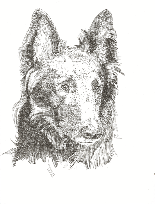 Belgian Sheepdog Cards 10 Cards