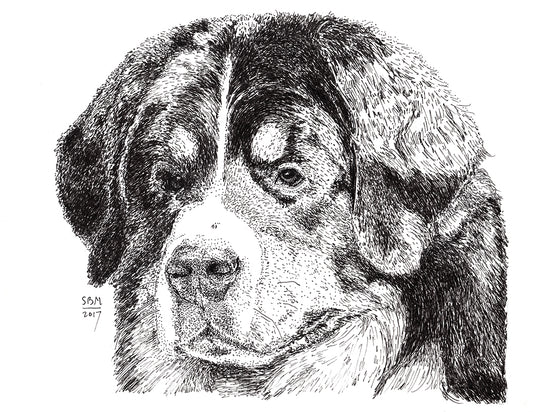 Bernese Mountain Dog Cards 10 Cards