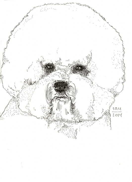 Bichon Frise Cards 10 Cards