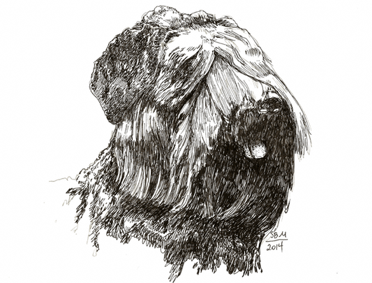 Black Russian Terrier Cards 10 Cards