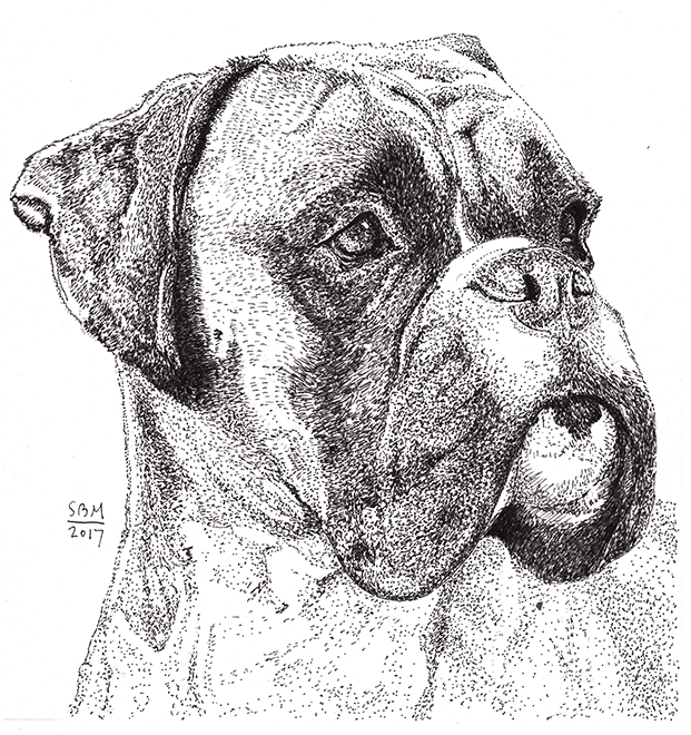 Boxer Drop Ear Cards 10 Cards