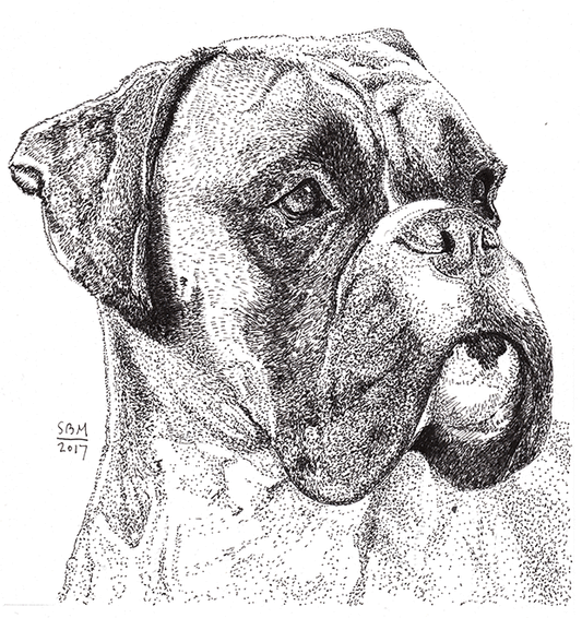 Boxer Drop Ear Cards 10 Cards