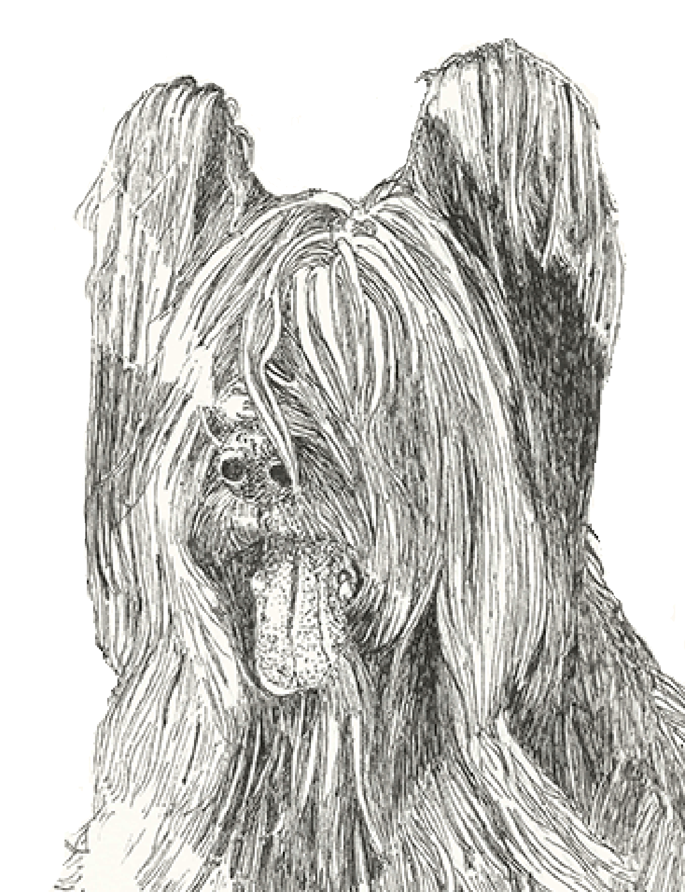Dog Art Print -- Briard