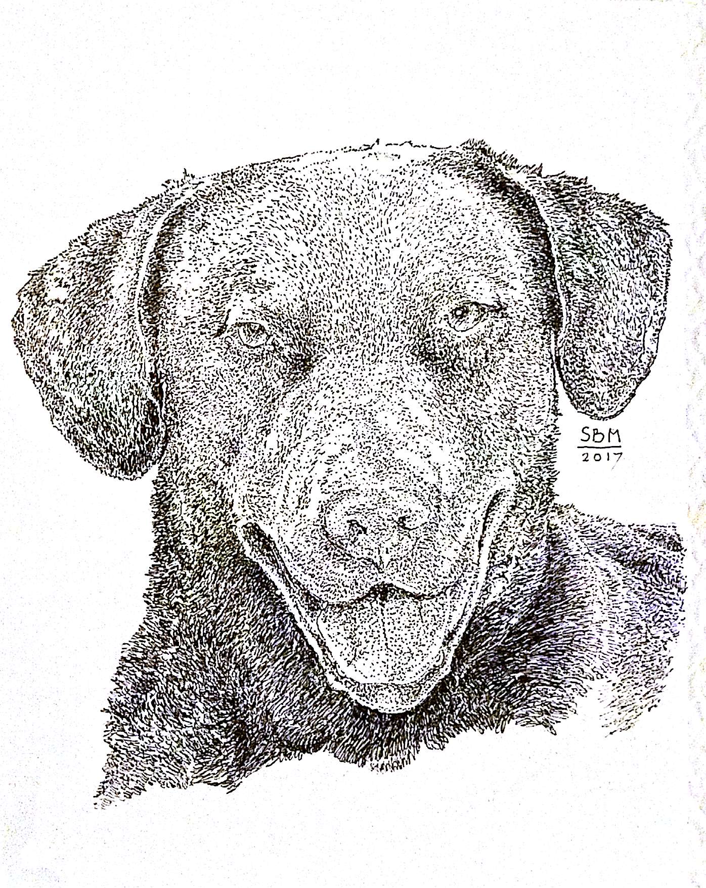 Chesapeake Bay Retriever Cards 10 Cards