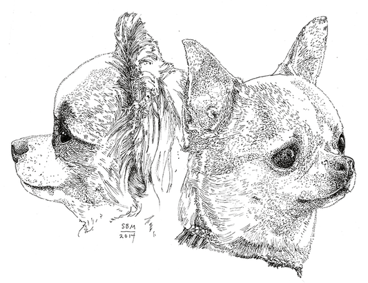 Chihuahua Cards 10 Cards