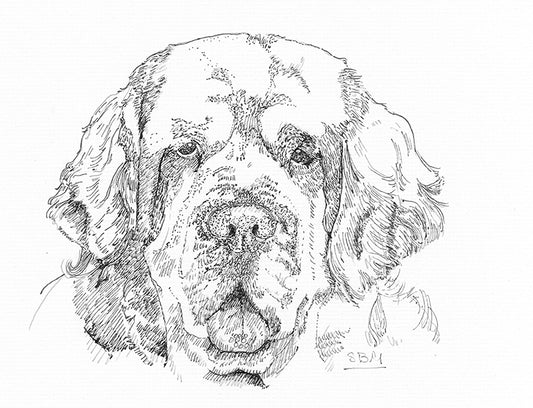 Clumber Spaniel Cards 10 Cards