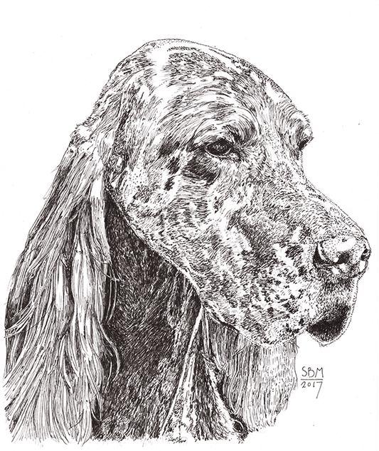English Setter Cards 10 Cards