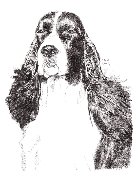 English Springer Spaniel Cards 10 Cards