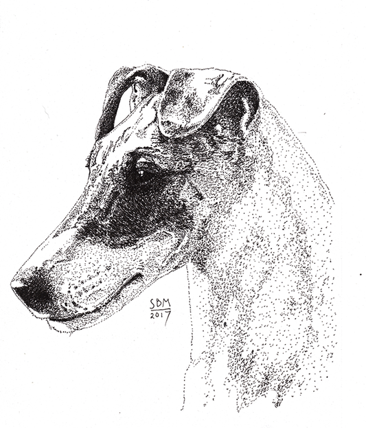 Fox Terrier Smooth Cards 10 Cards