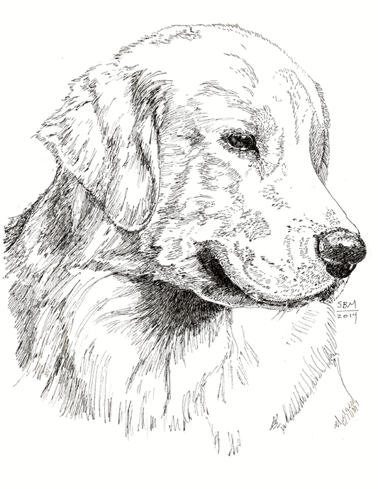 Golden Retriever Cards 10 Cards