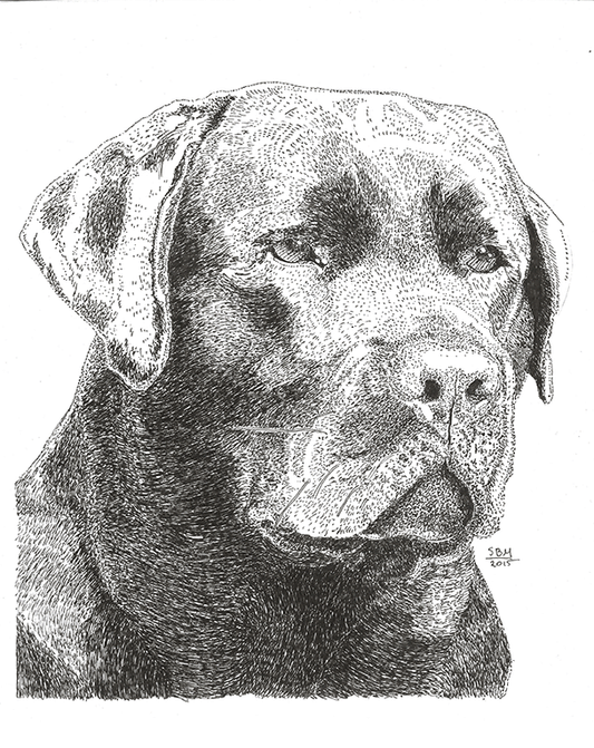 Labrador Retriever Cards 10 Cards