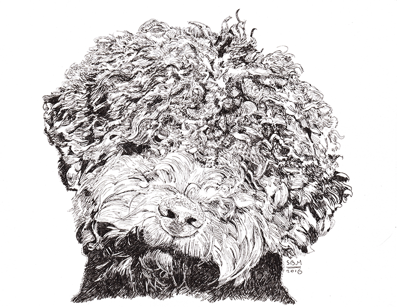 Lagotto Romagnolo Limited Edition Print