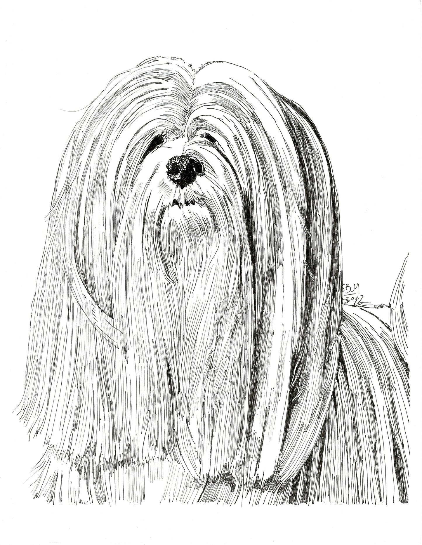 Lhasa Apso Limited Edition Print
