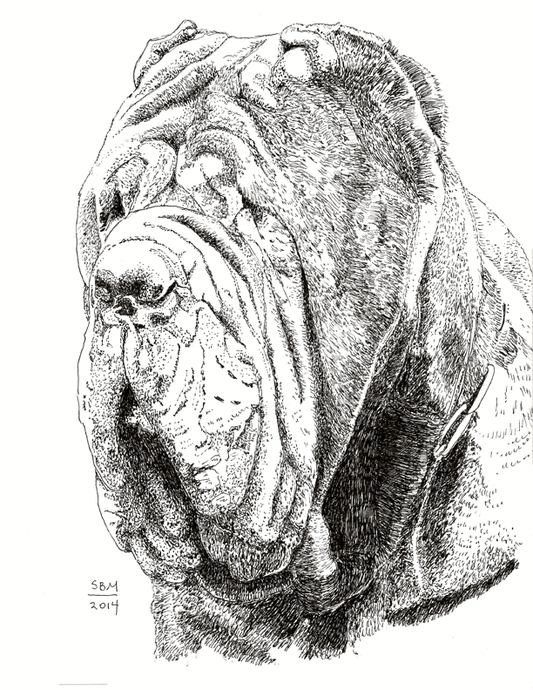 Neopolitan Mastiff Cards 10 Cards
