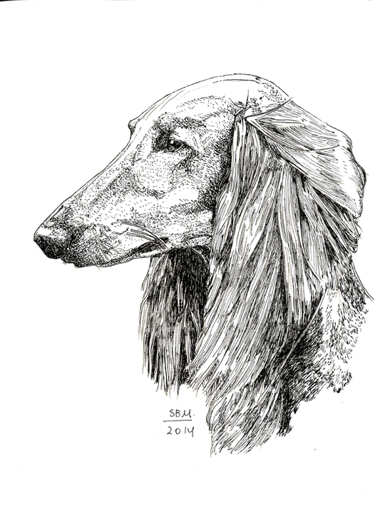 Saluki Cards 10 Cards