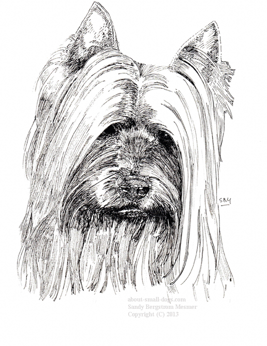 Silky Terrier Rocket Cards 10 Cards