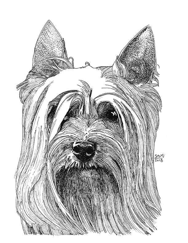 Silky Terrier Buzzy Print