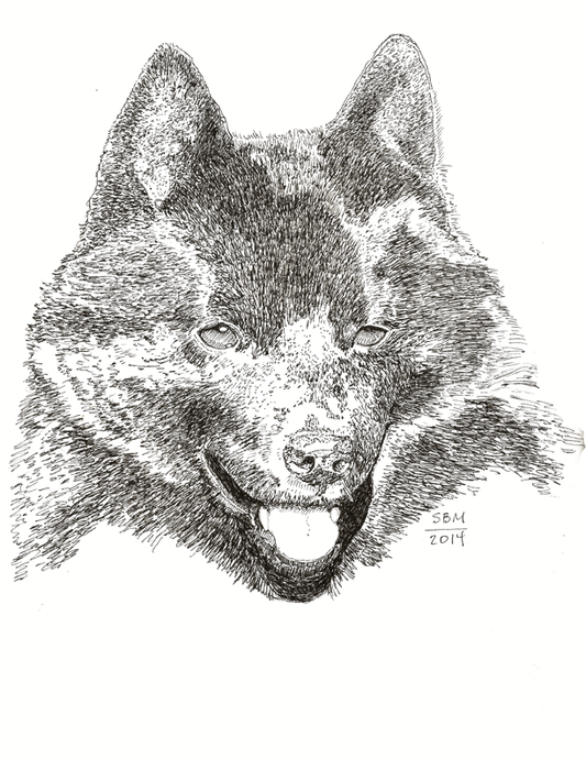 Schipperke Cards 10 Cards