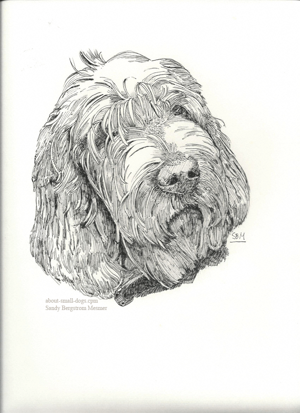 Spinone Italiano Print