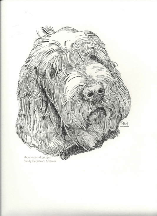 Spinone Italiano Cards 10 Cards