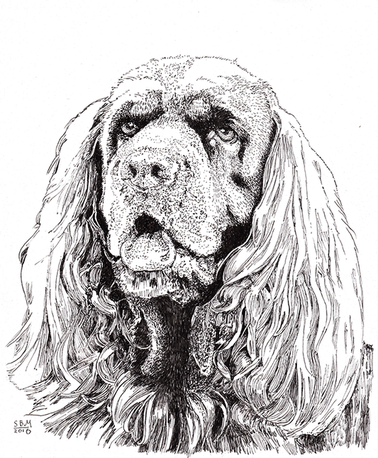 Sussex Spaniel Cards 10 Cards