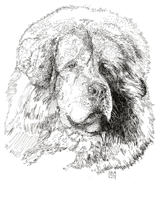 Tibetan Mastiff Cards 10 Cards