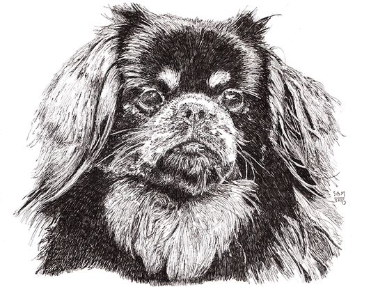 Tibetan Spaniel Cards 10 Cards