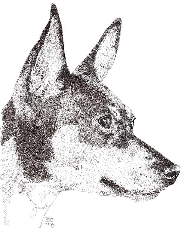 Toy Fox Terrier Print