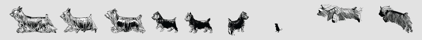 Magnetic Van Strip -- Eight Silky Terriers